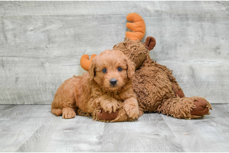 Mini Goldendoodle Puppy for Adoption