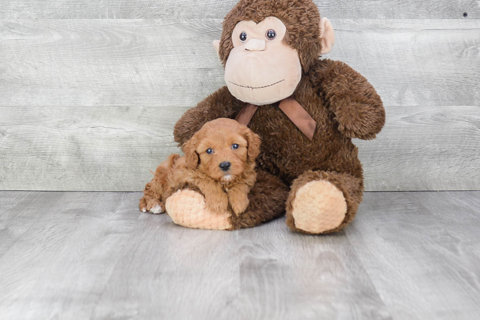 Cavapoo Pup Being Cute