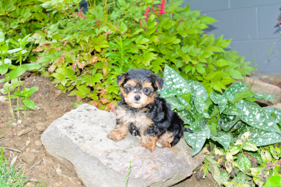 Small Morkie Baby