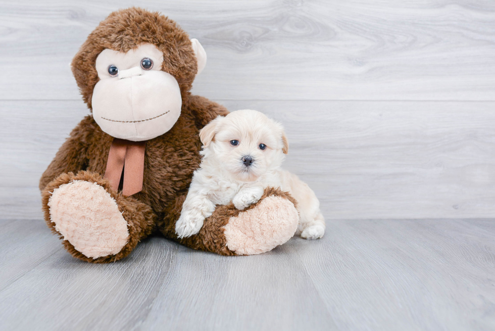 Best Maltipoo Baby