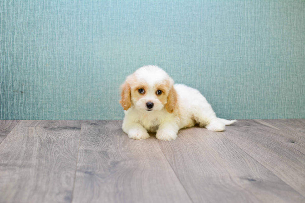 Cute Cavachon Baby