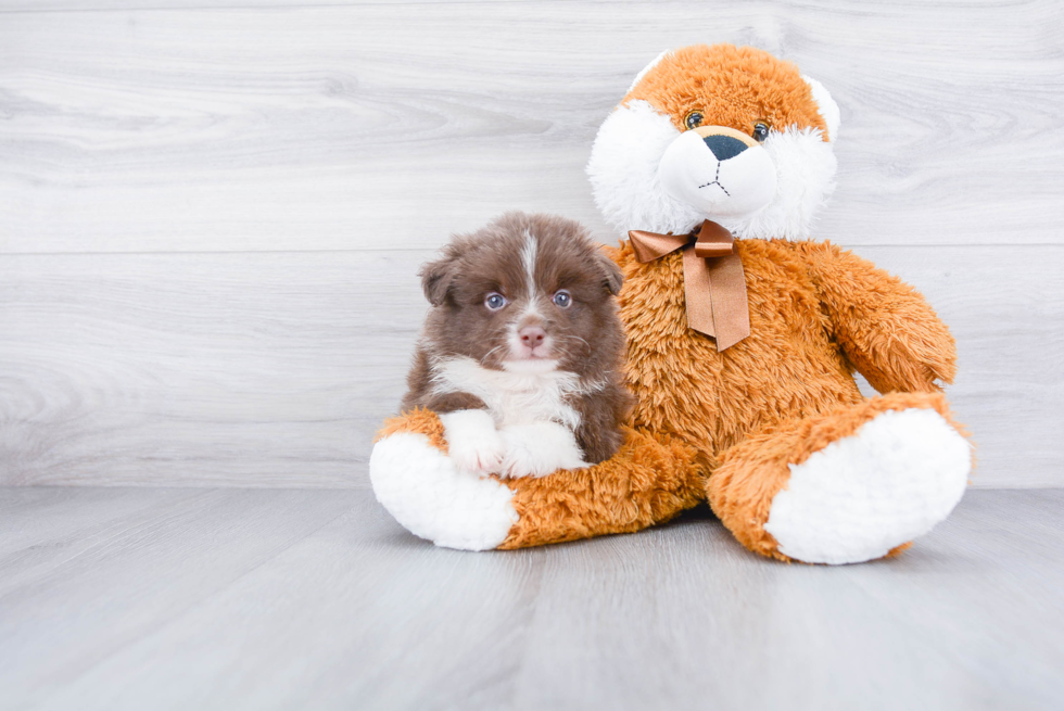 Playful Pomeranian Purebred Pup