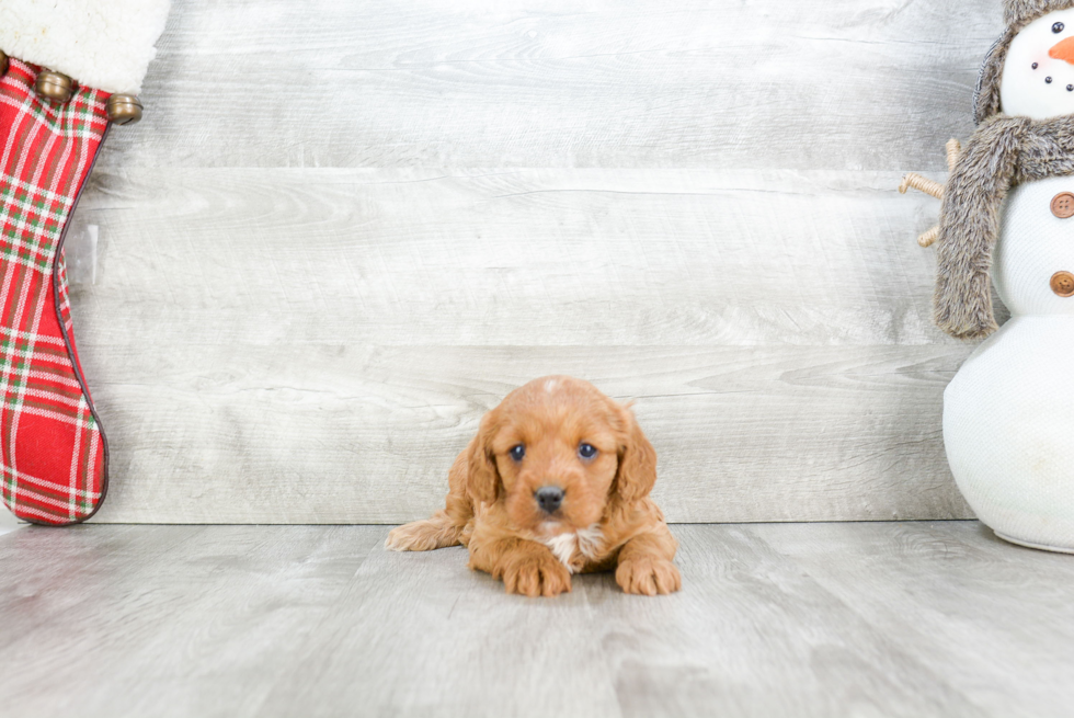 Cavapoo Puppy for Adoption