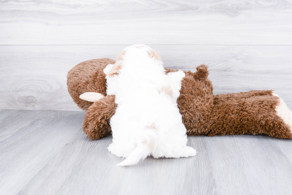 Fluffy Cavachon Designer Pup