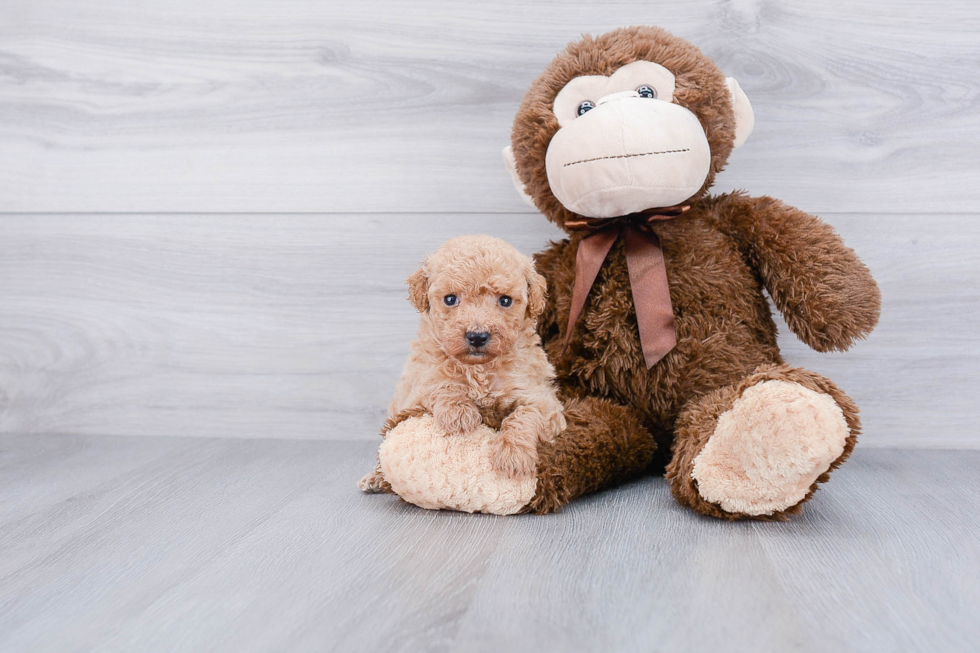 Little Golden Retriever Poodle Mix Puppy