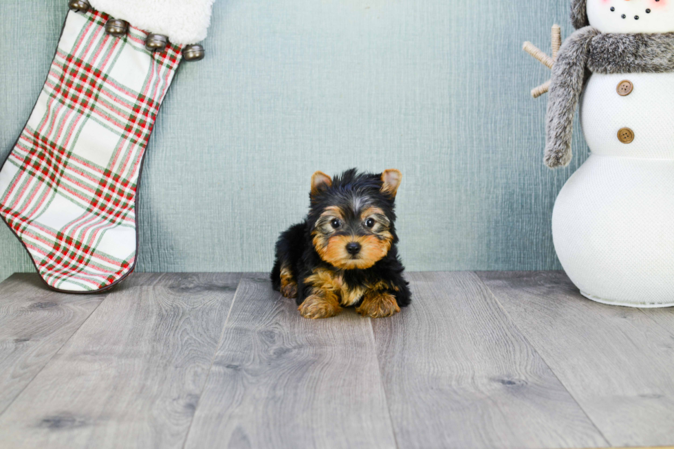 Meet Rascal - our Yorkshire Terrier Puppy Photo 