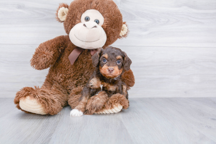 Smart Mini Aussiedoodle Poodle Mix Pup