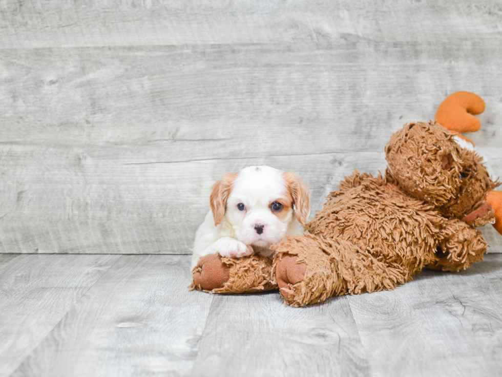 Fluffy Cavalier King Charles Spaniel Purebred Puppy