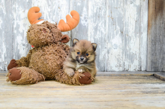 Petite Pomeranian Purebred Puppy