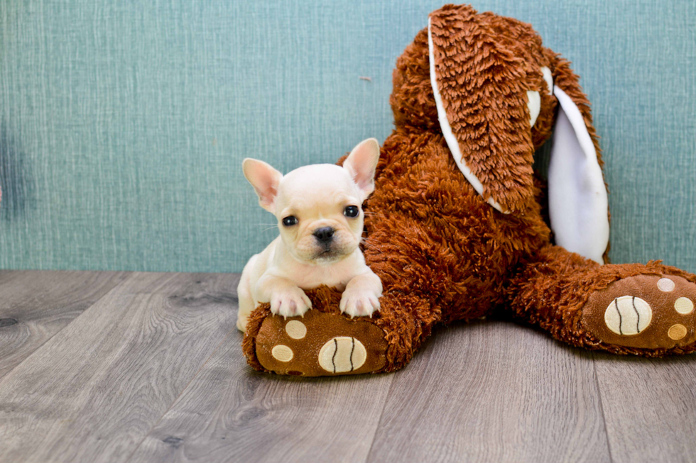 Akc Registered French Bulldog Purebred Pup