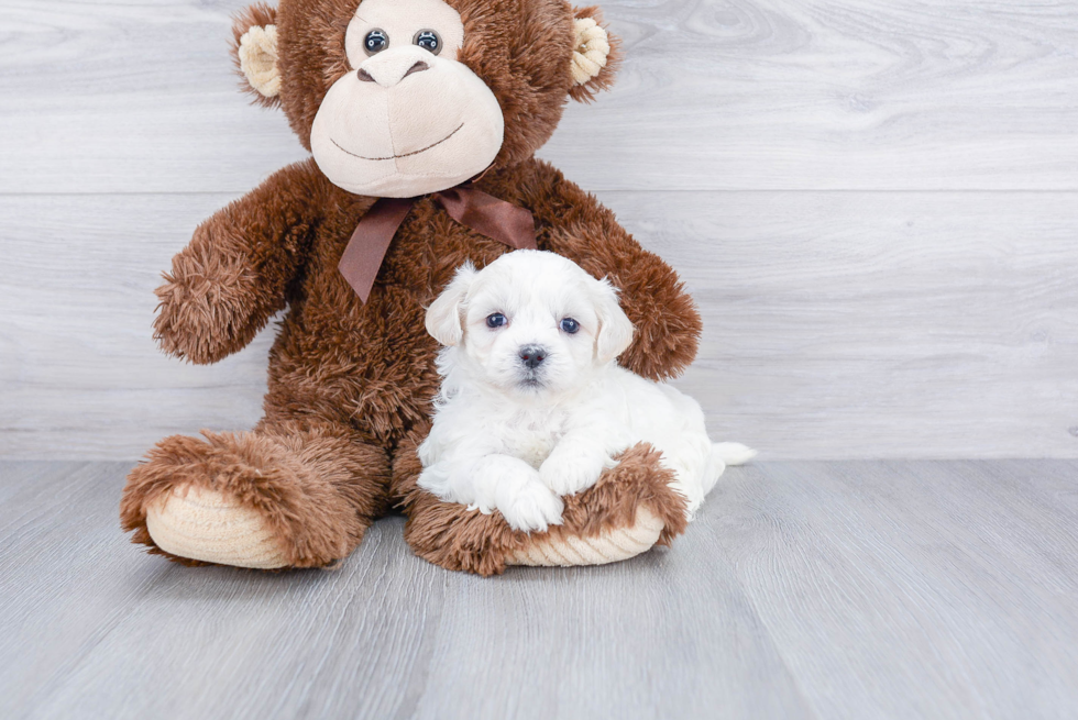 Teddy Bear Pup Being Cute