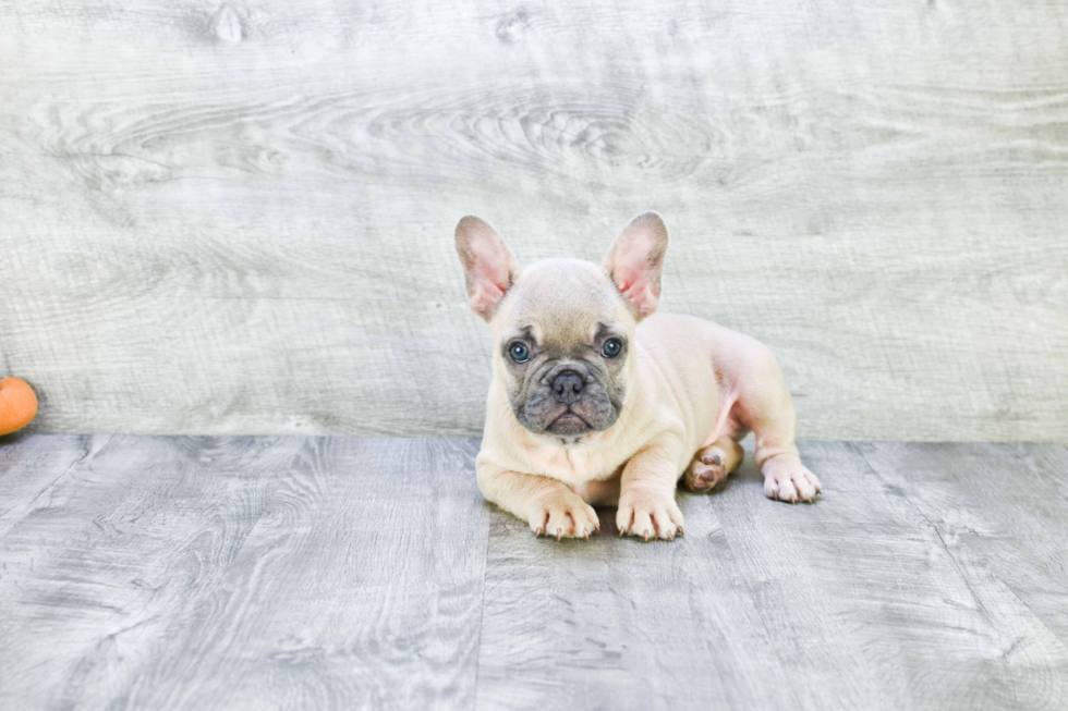 Little French Bulldog Baby