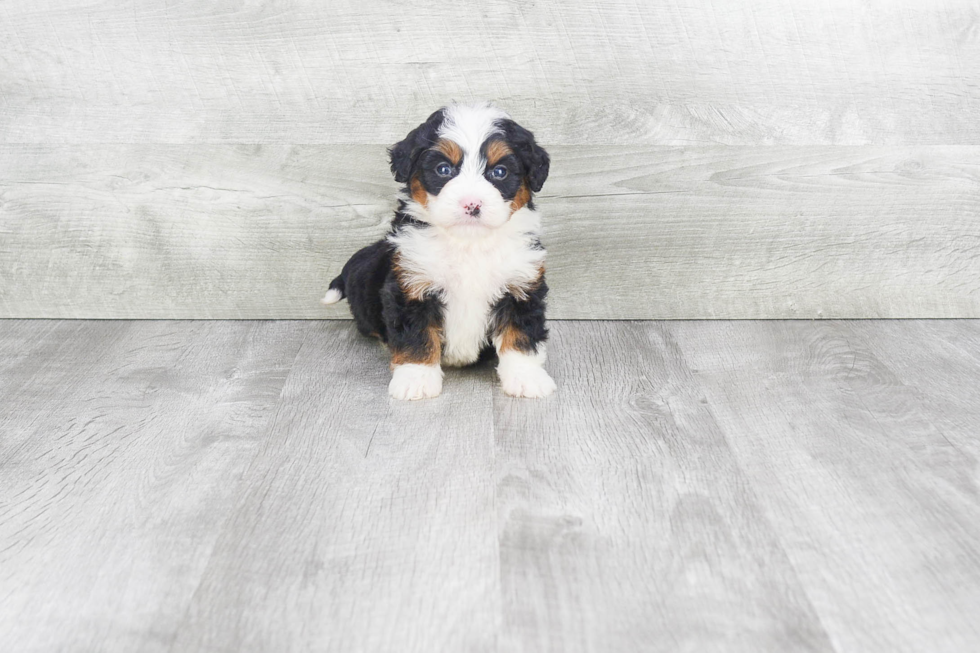 Mini Bernedoodle Pup Being Cute