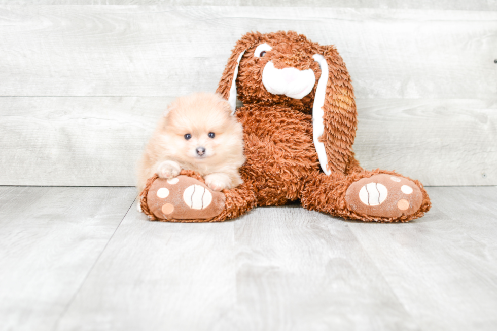 Pomeranian Puppy for Adoption