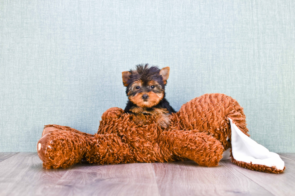 Meet Nugget - our Yorkshire Terrier Puppy Photo 