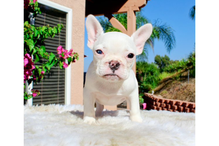 Best French Bulldog Baby