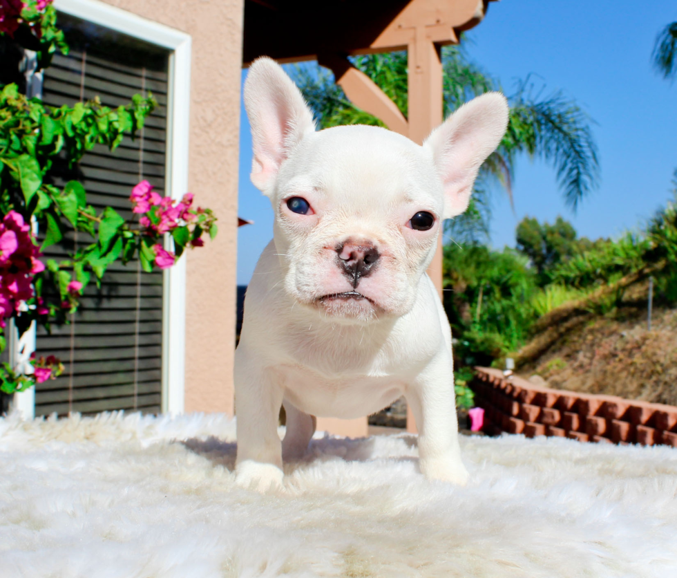 Best French Bulldog Baby