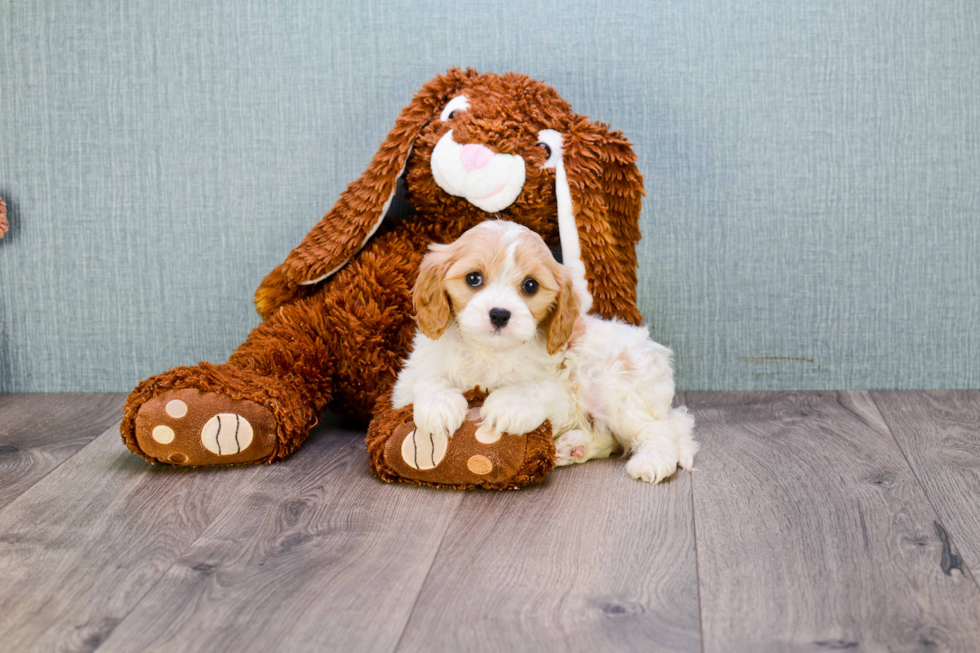 Funny Cavachon Designer Pup