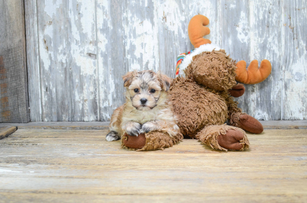 Petite Morkie Designer Pup