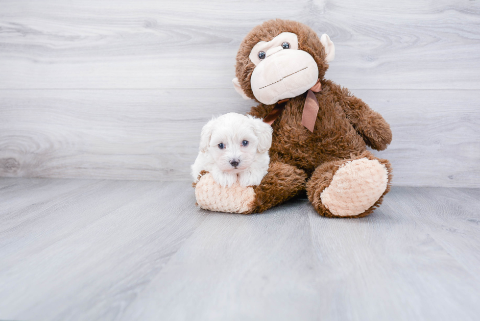 Popular Maltipoo Poodle Mix Pup