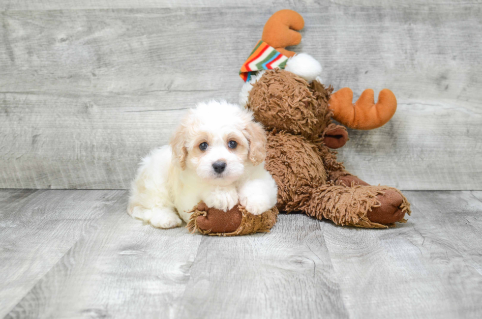 Best Cavapoo Baby