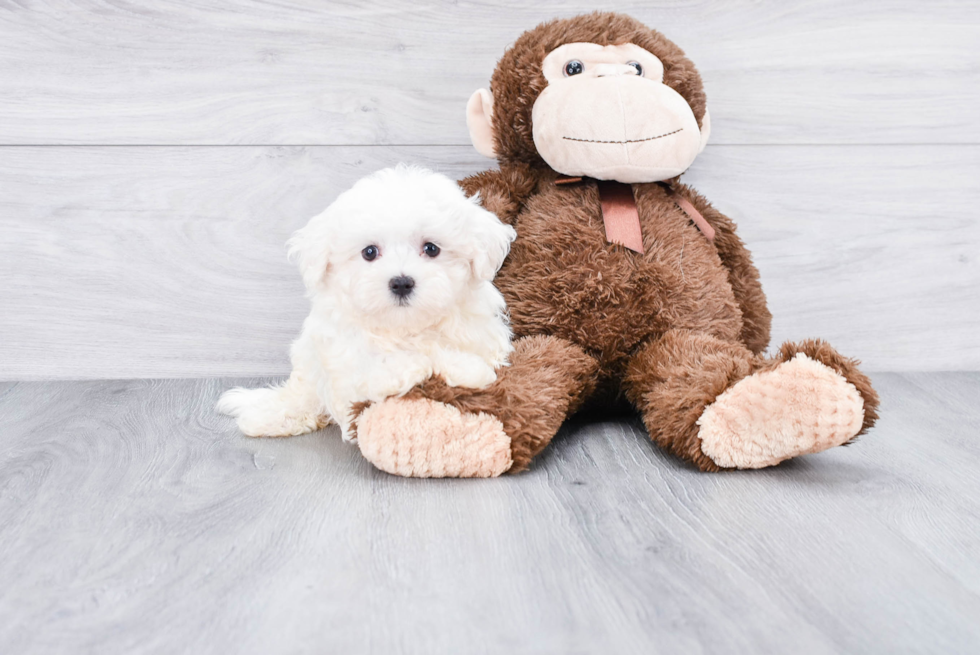 Maltese Pup Being Cute