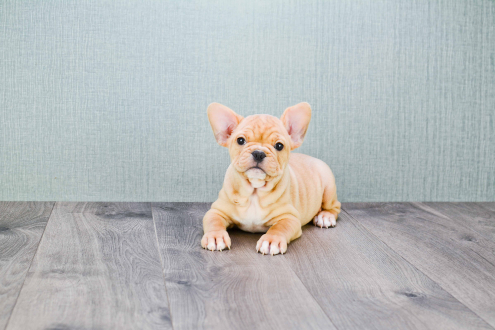 Best French Bulldog Baby