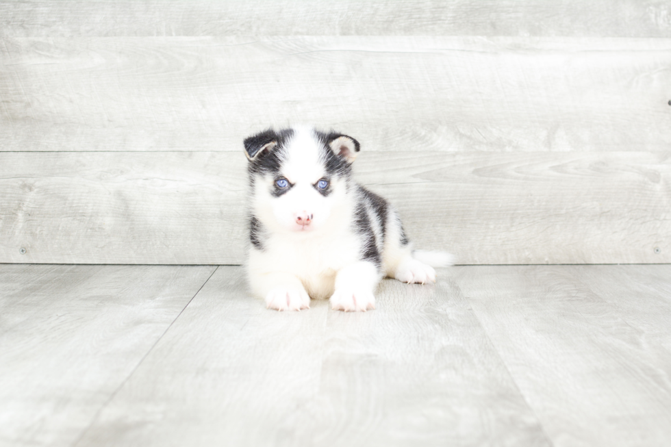 Pomsky Pup Being Cute