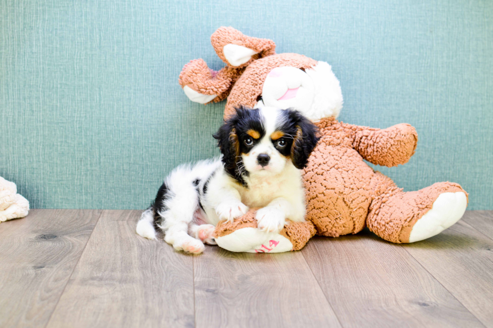 Little Cavalier King Charles Spaniel Baby