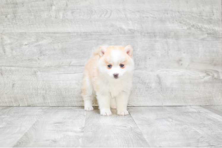 Pomsky Puppy for Adoption