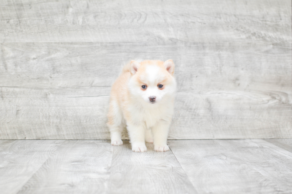 Pomsky Puppy for Adoption