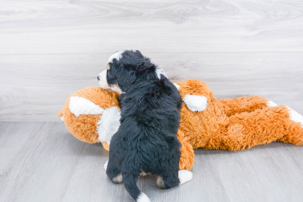 Mini Bernedoodle Pup Being Cute