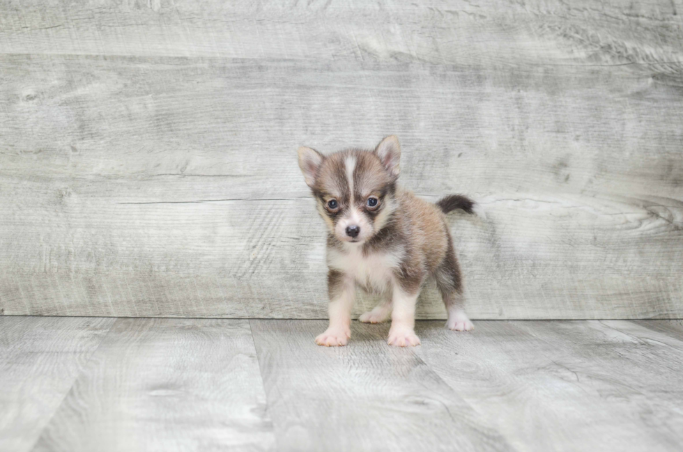 Smart Pomsky Designer Pup