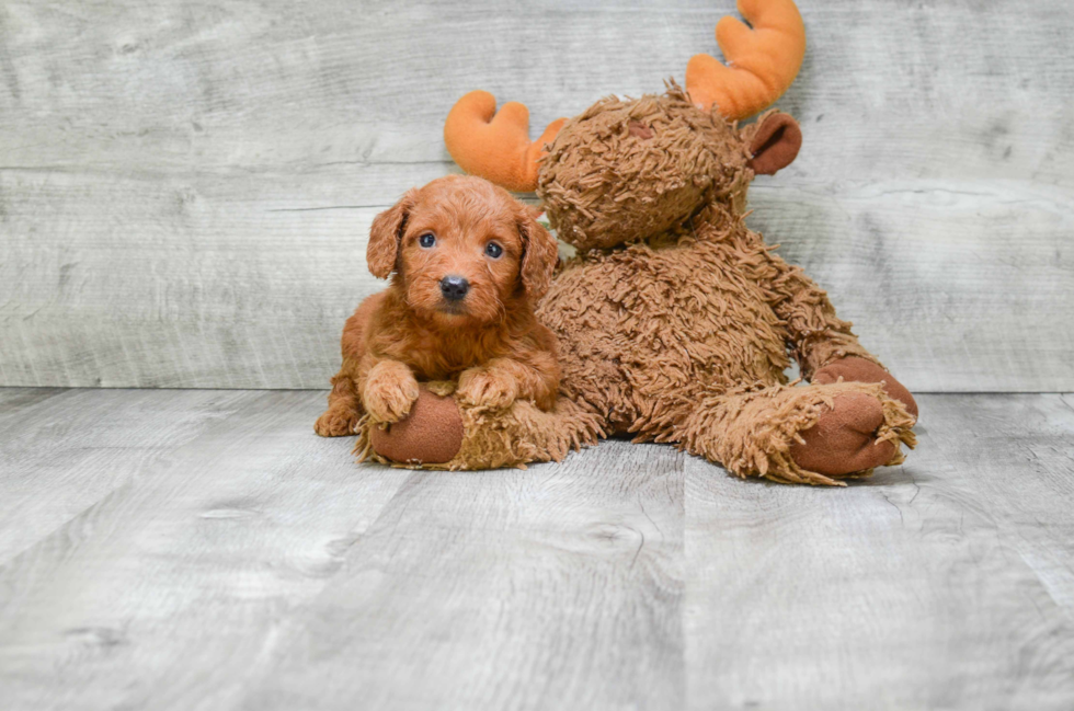 Petite Mini Goldendoodle Poodle Mix Pup