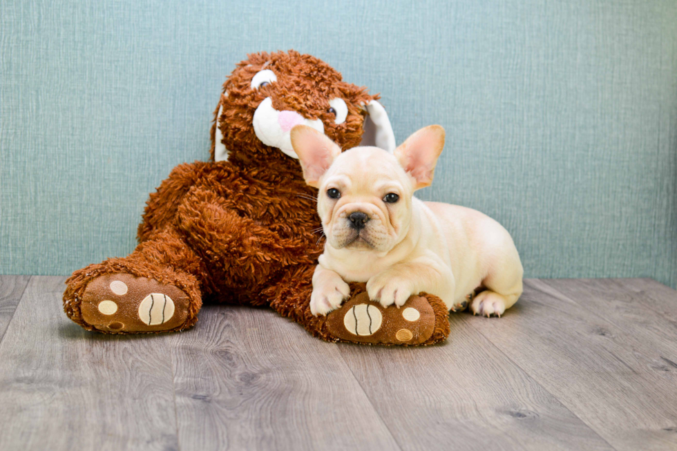 Funny French Bulldog Baby