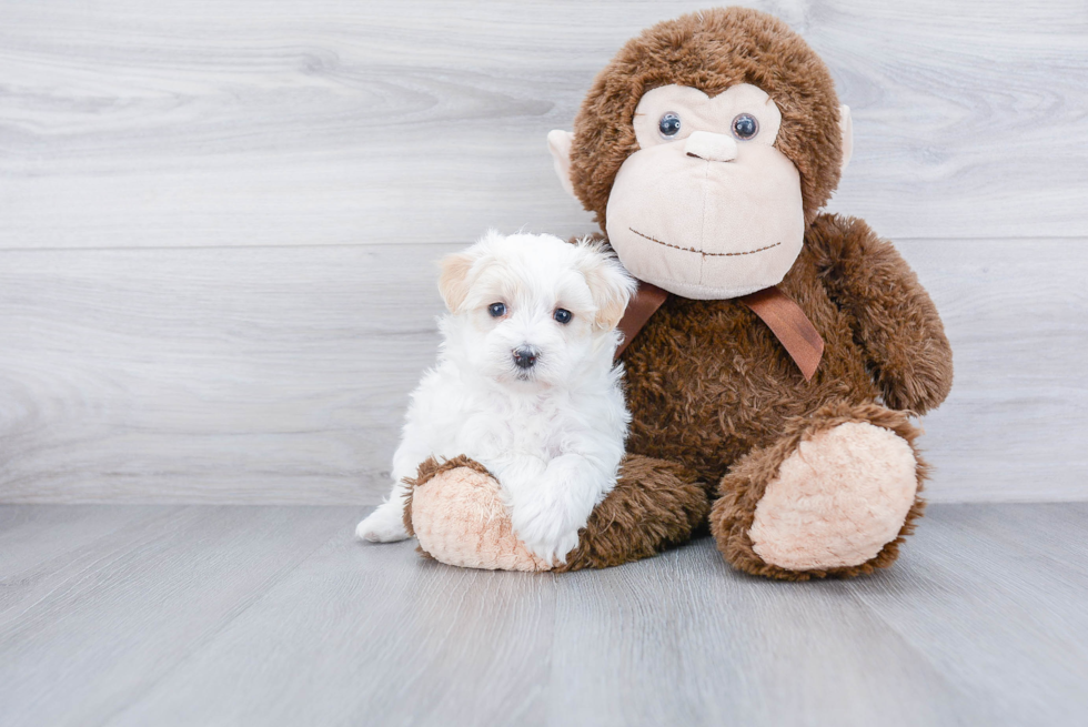 Best Maltipoo Baby