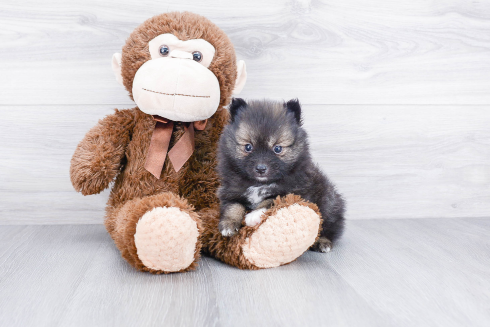 Happy Pomeranian Purebred Puppy