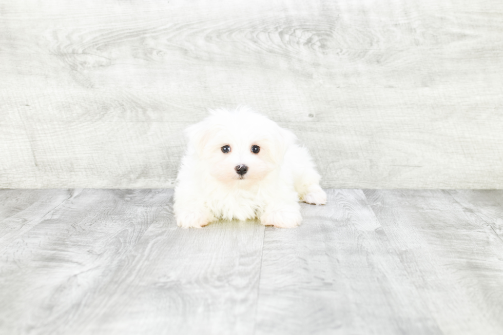 Best Maltese Baby