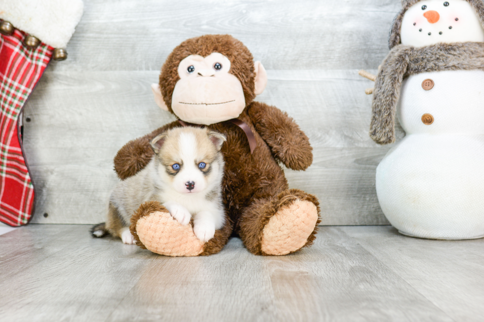 Best Pomsky Baby