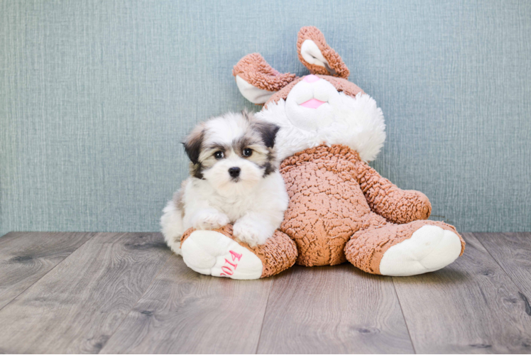 Havanese Puppy for Adoption