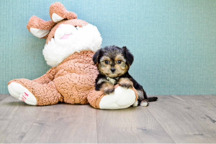 Fluffy Morkie Designer Pup