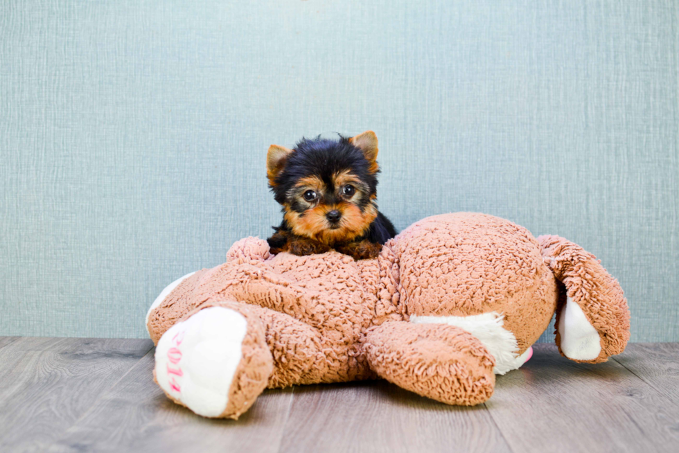 Meet Victoria - our Yorkshire Terrier Puppy Photo 