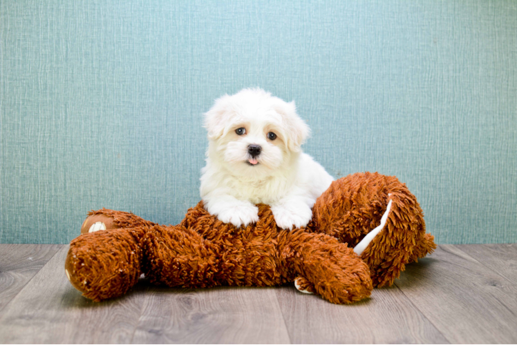 Best Maltipoo Baby