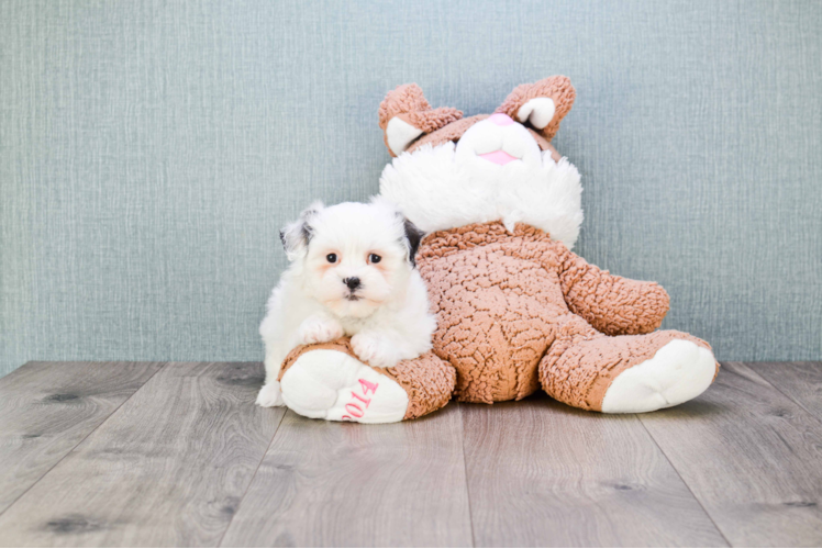 Energetic Shitzu Designer Puppy