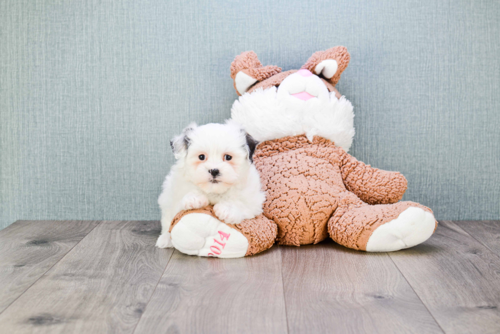 Energetic Shitzu Designer Puppy