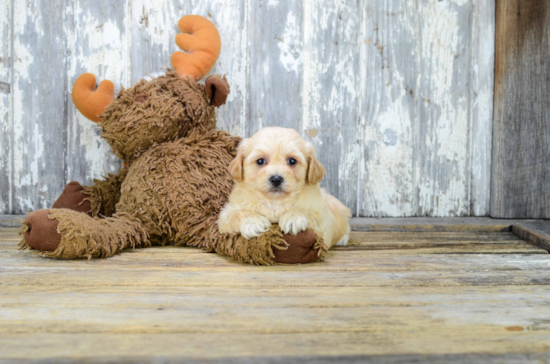 Fluffy Maltipoo Poodle Mix Pup