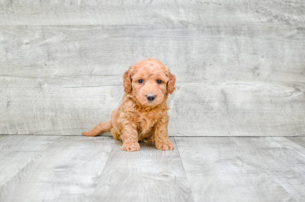 Mini Goldendoodle Pup Being Cute