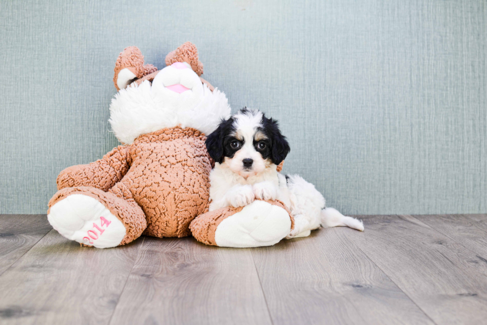 Cavachon Puppy for Adoption