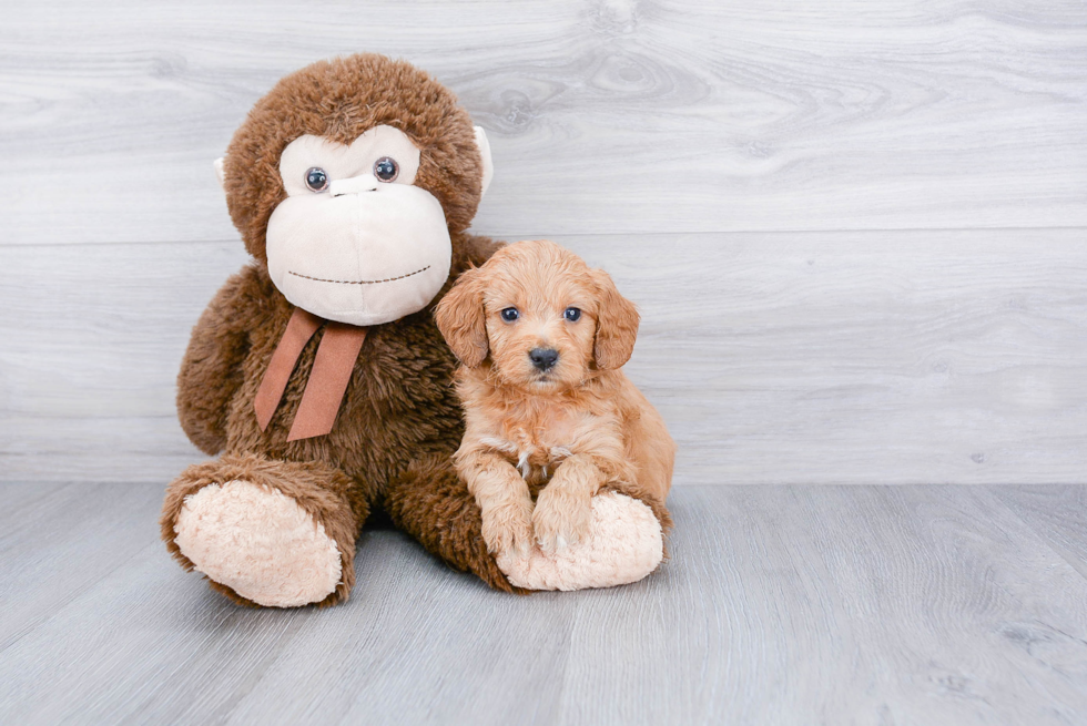 Funny Mini Goldendoodle Poodle Mix Pup