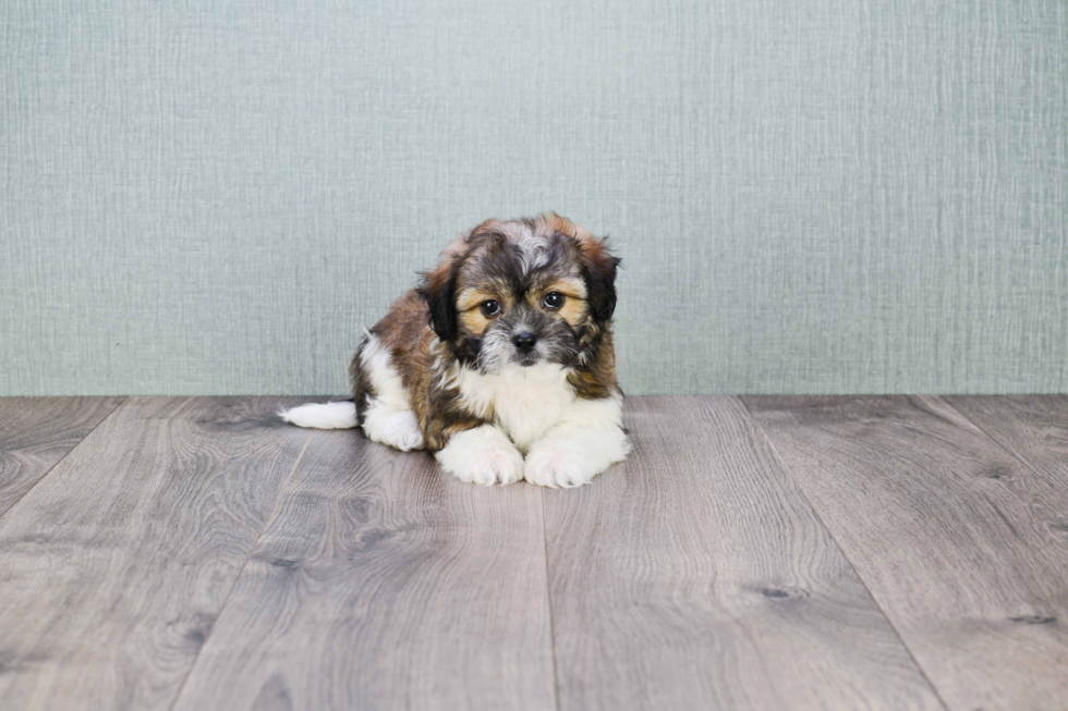 Teddy Bear Pup Being Cute